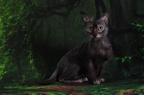 gato lykoi sentado ao ar livre