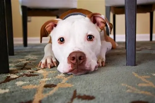 hond wat onder die tafel wegkruip