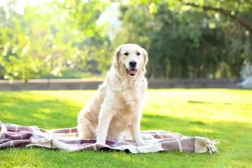 Garmatains labradors sēž parkā