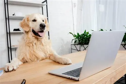 roztomilý labrador pri pohľade na laptop