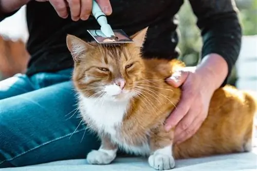 Waarom kokhalzen katten bij kammen? 6 waarschijnlijke redenen, feiten, & veelgestelde vragen