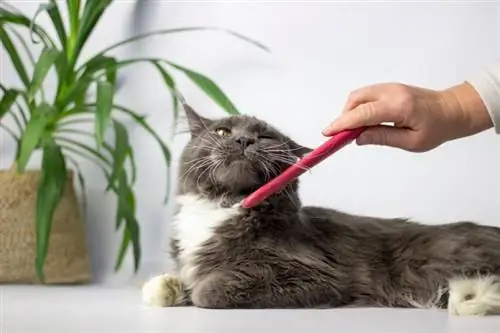 combing maine coon miv