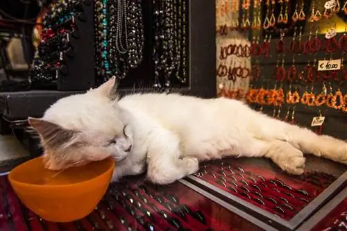 Mengapa Kucing Saya Tiba-tiba Tidur di Tempat Aneh? 4 Kemungkinan Alasan