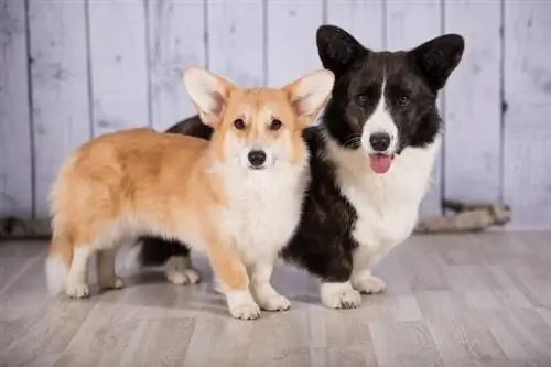 Uellsisht Corgi Pembroke dhe Cardigan