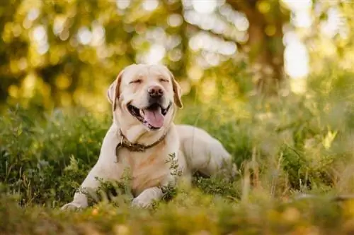 labrador retriever