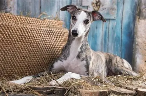 Whippet shtrihet në hay_Liliya Kulianionak_shutterstock