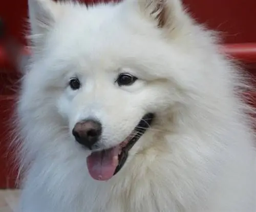 Samojed