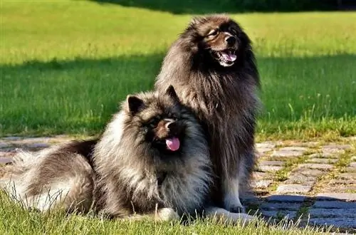 Keeshond