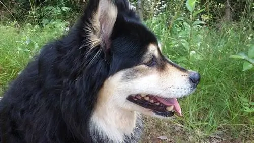 Finski Lapphund