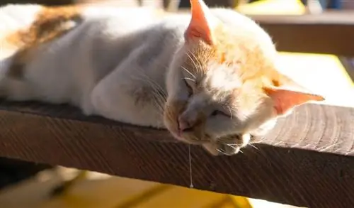 Bakit Biglang Naglalaway ang Pusa Ko? 8 Dahilan ng Labis na Paglalaway