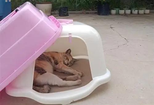 pusang natutulog sa loob ng litter box