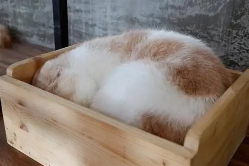 pusang natutulog sa litter box