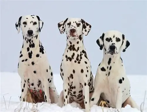 3 ekor anjing dalmatian