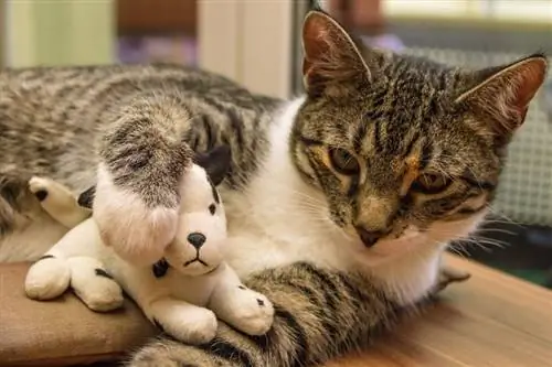 Gatto che gioca con il peluche