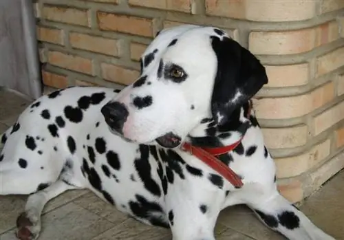 Anjing Dalmatian dengan kolar merah