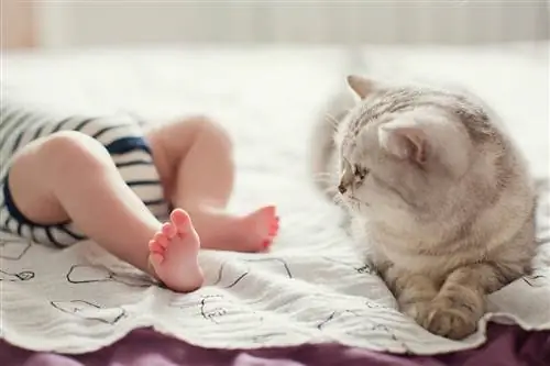 gatto grigio accanto a un bambino