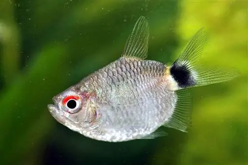 Tetra Mata Merah