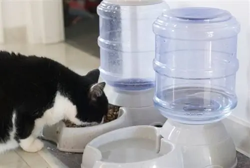 pusang kumakain sa awtomatikong dispenser ng pagkain