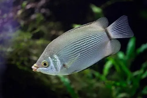 5 grands compagnons de réservoir pour embrasser Gouramis (Guide de compatibilité 2023)