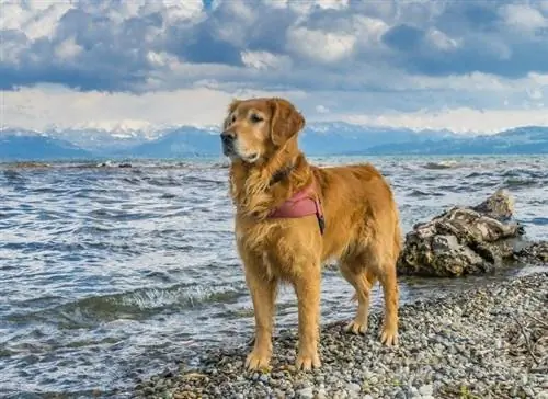 golden retriever en la orilla