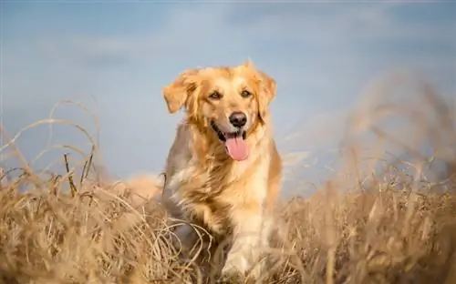 perro perdiguero de oro