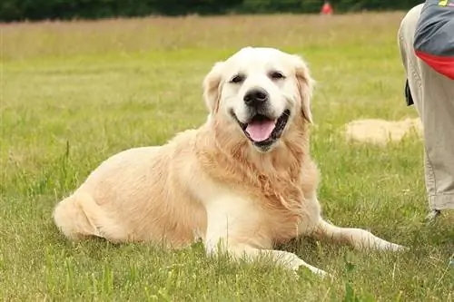 lächelnder Golden Retriever