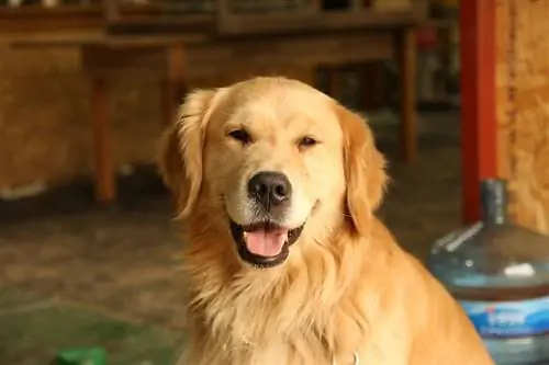 Golder-Retriever