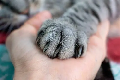 Warum hält meine Katze meine Hand? 10 Gründe (Katzenverh alten erklärt)