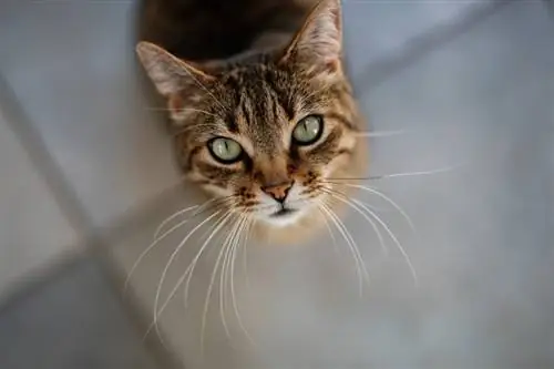 gato com bigodes longos olhando para cima