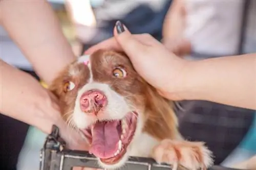 örökbefogadott kutya boldog háziállat