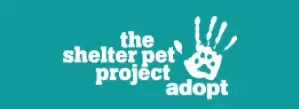 shelter pet-projektet