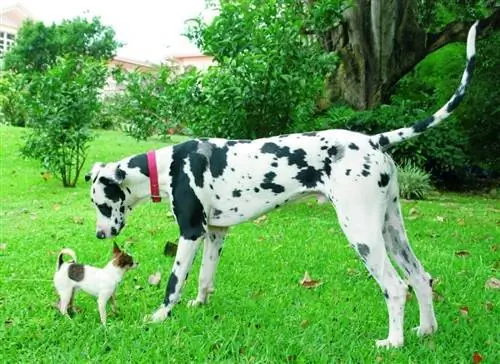 Great Dane & Chihuahua Mix: Adakah Mungkin? Bagaimana rupanya?