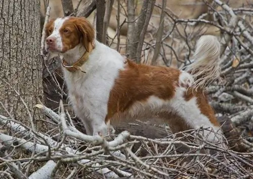 Bretagne in het wild