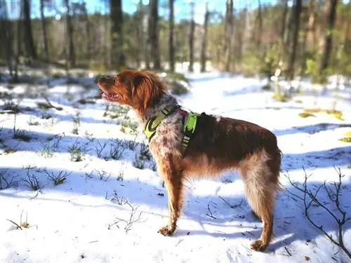 Bretagne in de sneeuw