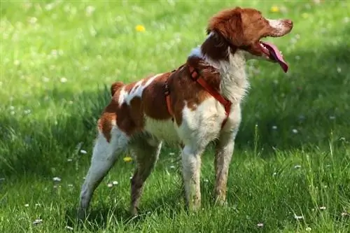 Britanny-Hund mit offenem Mund steht auf Gras