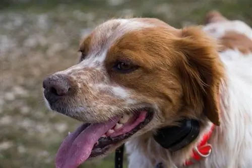 Bretagne-Hund mit herausgestreckter Zunge