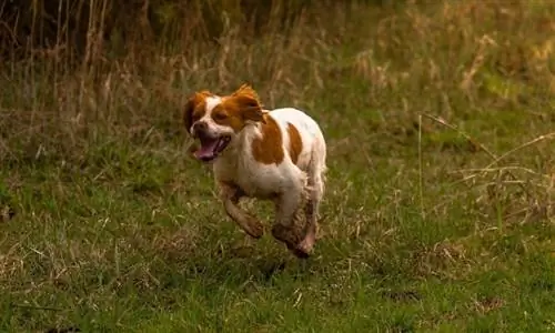 Bretagne hund løber