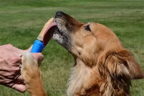 bruin hond wat grondboontjiebotter eet