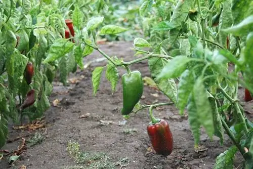 poivrons qui poussent dans le jardin avec de la terre