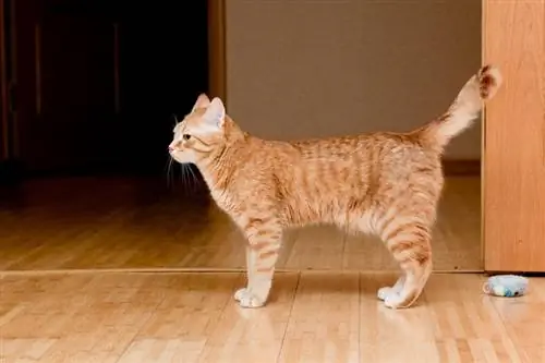 orange tabby katt står på trägolv