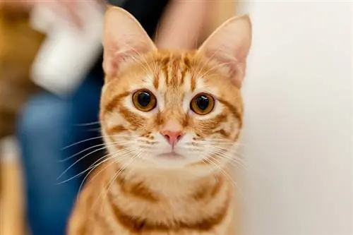 Orange Tabby Cat: Facts, Origin, & History (Сүрөттөр менен)