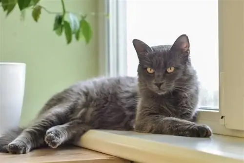 nebelung котка