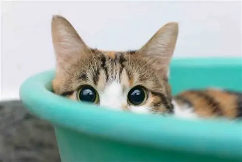 nahihiya na takot na pusa sa bucket litter box