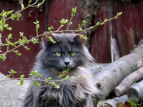 nebelung котка