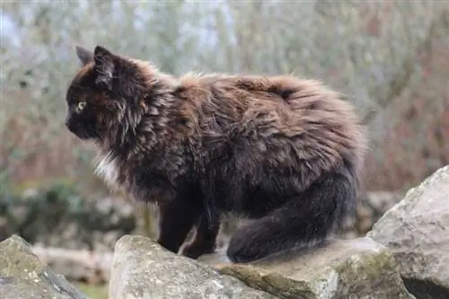 nebelung котка