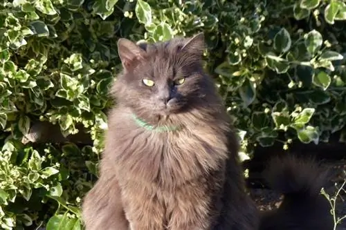 kucing nebelung di kebun