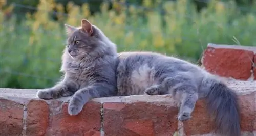 nebelung котка