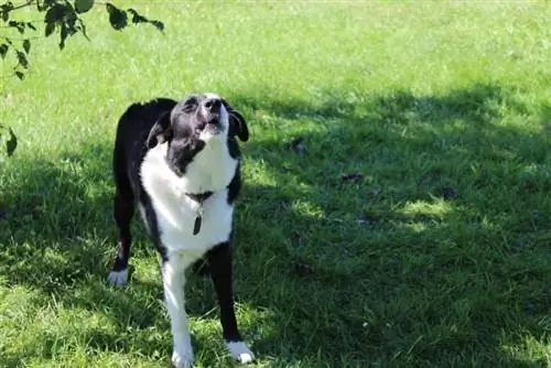 anjing gembala australia melolong di padang rumput