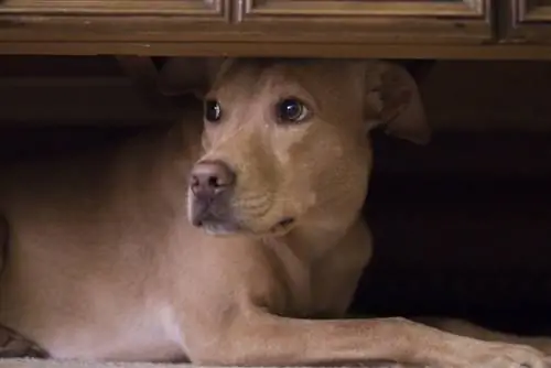 Os cães podem sentir os tsunamis antes que eles aconteçam? Fatos & FAQ