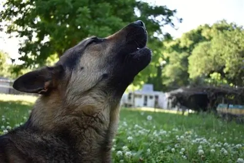 Deutscher Schäferhund heult in einem Blumenfeld